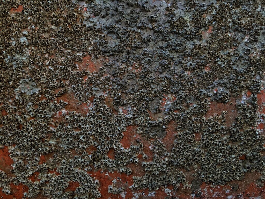 Bifouling at ship hull